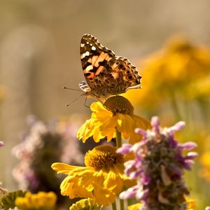 Preview wallpaper butterfly, insect, flowers, petals, plant, macro