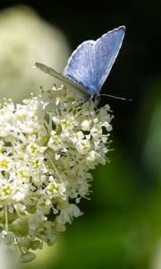 Preview wallpaper butterfly, insect, flowers, branch, macro