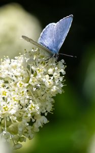 Preview wallpaper butterfly, insect, flowers, branch, macro