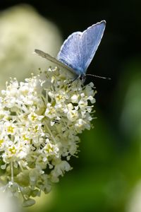 Preview wallpaper butterfly, insect, flowers, branch, macro