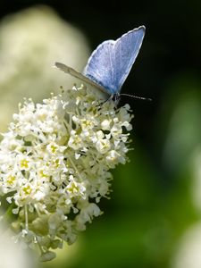 Preview wallpaper butterfly, insect, flowers, branch, macro