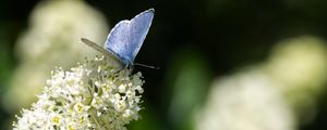 Preview wallpaper butterfly, insect, flowers, branch, macro