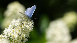 Preview wallpaper butterfly, insect, flowers, branch, macro