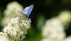 Preview wallpaper butterfly, insect, flowers, branch, macro