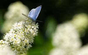 Preview wallpaper butterfly, insect, flowers, branch, macro