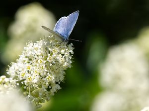 Preview wallpaper butterfly, insect, flowers, branch, macro