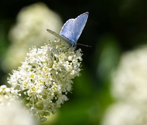 Preview wallpaper butterfly, insect, flowers, branch, macro