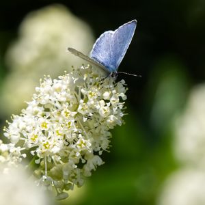 Preview wallpaper butterfly, insect, flowers, branch, macro