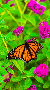 Preview wallpaper butterfly, insect, flowers, leaves, plant, macro, bright