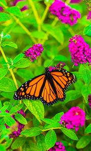 Preview wallpaper butterfly, insect, flowers, leaves, plant, macro, bright