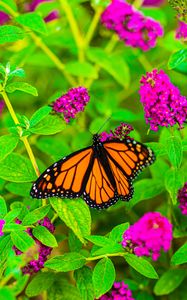 Preview wallpaper butterfly, insect, flowers, leaves, plant, macro, bright