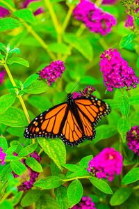 Preview wallpaper butterfly, insect, flowers, leaves, plant, macro, bright