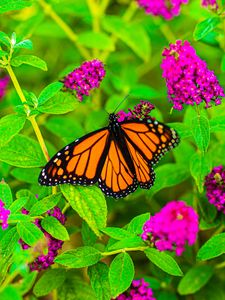 Preview wallpaper butterfly, insect, flowers, leaves, plant, macro, bright