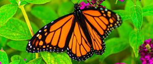 Preview wallpaper butterfly, insect, flowers, leaves, plant, macro, bright