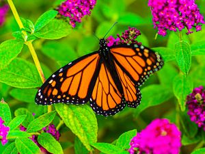 Preview wallpaper butterfly, insect, flowers, leaves, plant, macro, bright