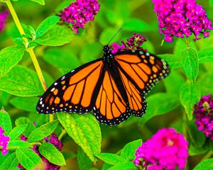 Preview wallpaper butterfly, insect, flowers, leaves, plant, macro, bright