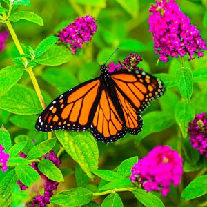 Preview wallpaper butterfly, insect, flowers, leaves, plant, macro, bright