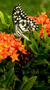 Preview wallpaper butterfly, insect, flowers, macro