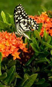 Preview wallpaper butterfly, insect, flowers, macro