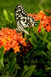 Preview wallpaper butterfly, insect, flowers, macro