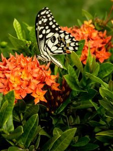Preview wallpaper butterfly, insect, flowers, macro