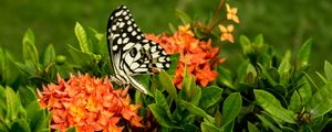 Preview wallpaper butterfly, insect, flowers, macro
