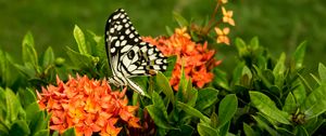 Preview wallpaper butterfly, insect, flowers, macro