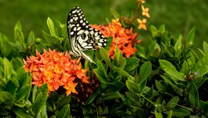 Preview wallpaper butterfly, insect, flowers, macro