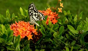 Preview wallpaper butterfly, insect, flowers, macro