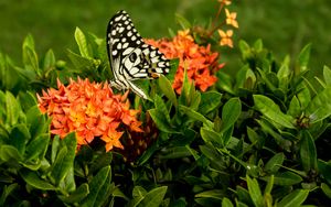 Preview wallpaper butterfly, insect, flowers, macro