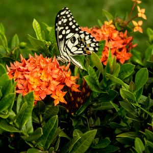 Preview wallpaper butterfly, insect, flowers, macro