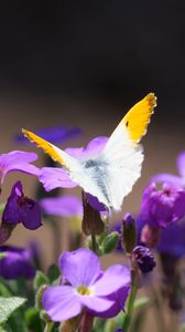 Preview wallpaper butterfly, insect, flowers, macro, summer