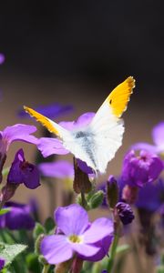 Preview wallpaper butterfly, insect, flowers, macro, summer