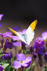 Preview wallpaper butterfly, insect, flowers, macro, summer