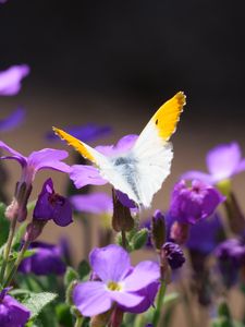 Preview wallpaper butterfly, insect, flowers, macro, summer
