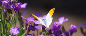 Preview wallpaper butterfly, insect, flowers, macro, summer