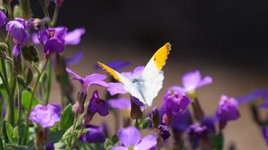 Preview wallpaper butterfly, insect, flowers, macro, summer