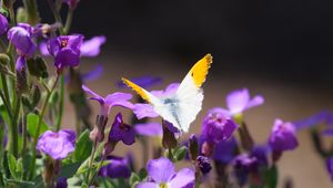 Preview wallpaper butterfly, insect, flowers, macro, summer