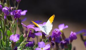 Preview wallpaper butterfly, insect, flowers, macro, summer