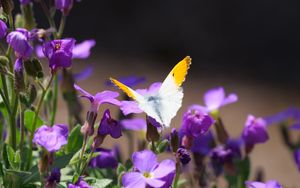 Preview wallpaper butterfly, insect, flowers, macro, summer