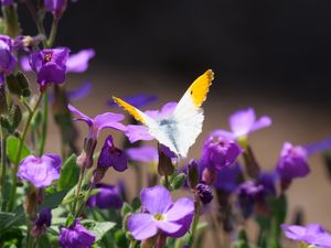 Preview wallpaper butterfly, insect, flowers, macro, summer