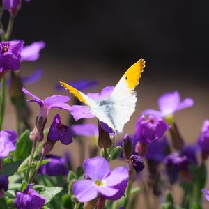 Preview wallpaper butterfly, insect, flowers, macro, summer