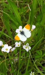 Preview wallpaper butterfly, insect, flowers, grass, macro