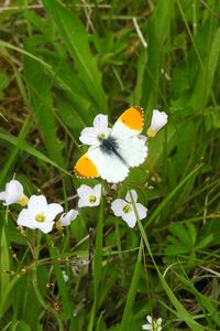 Preview wallpaper butterfly, insect, flowers, grass, macro