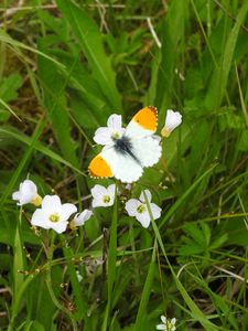 Preview wallpaper butterfly, insect, flowers, grass, macro