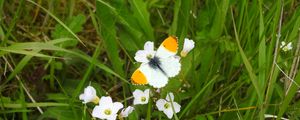 Preview wallpaper butterfly, insect, flowers, grass, macro