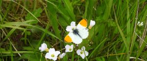 Preview wallpaper butterfly, insect, flowers, grass, macro