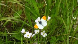 Preview wallpaper butterfly, insect, flowers, grass, macro