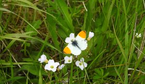 Preview wallpaper butterfly, insect, flowers, grass, macro