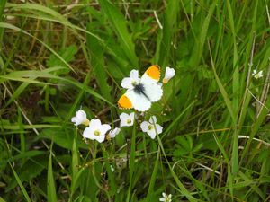 Preview wallpaper butterfly, insect, flowers, grass, macro